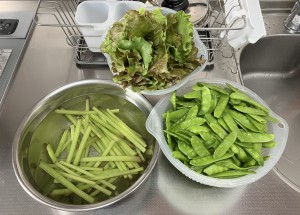 緑野菜の収穫