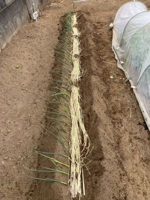 ネギの植付け ネギの植付け